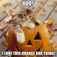 Image result for cat meme halloween