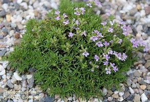 Image result for Thymus capitatus