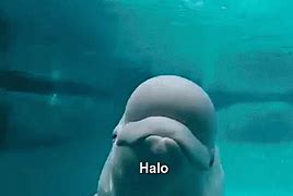 Image result for Whale Meme Coin