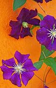 Image result for Miniature Clematis