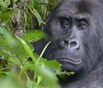 Image result for Big Ape