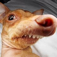 Image result for Tuna Ugly Dog