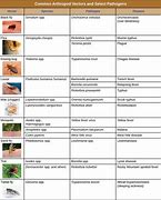 Image result for Insect Vector Diseases