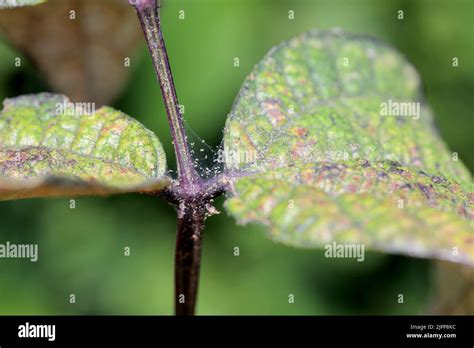 Image result for Springtime Pattern Images