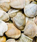 Image result for Little Neck Clams