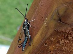 Image result for "lesser-peachtree-borer"