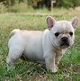 Image result for French Bulldog Breed