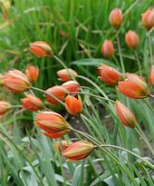 Image result for Tulipa whittallii