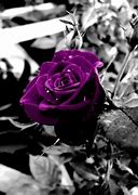 Image result for iPhone Purple Rose Wallpaper