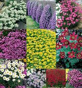 Image result for www.alpine-plants-jp.com