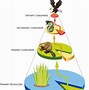 Image result for Food Chain Web's