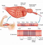 Image result for Smallest to Largest Muscle