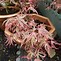 Image result for Acer palmatum Shirazz