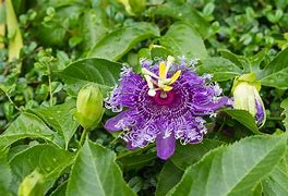 Image result for South FL Flowering Vines