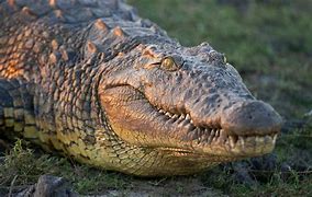 Image result for Crocodile Animal