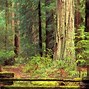 Image result for Redwood Forest Wallpaper