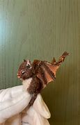 Image result for Bat Teddy