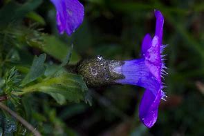 Image result for Cyananthus lobatus x microphylla