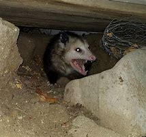 Image result for Back Yard Possum