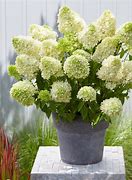 Image result for Hydrangea paniculata SKYFALL