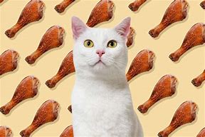 Image result for Thanksgiving Cat PFP