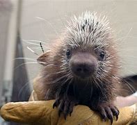 Image result for Adorable Baby Porcupine