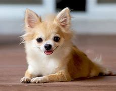 Image result for Chien Chihuahua