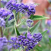 Image result for Caryopteris clandonensis Thetis