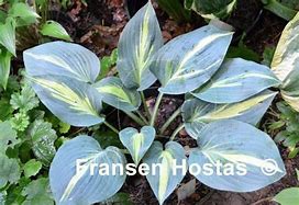 Bildergebnis für Hosta Party Popper