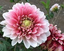 Image result for iPhone 6s Plus Camera Pictures Sample