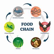 Image result for Food Chain Icon