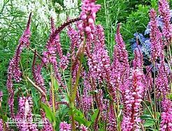 Image result for Persicaria amplexicaulis Early Pink Lady