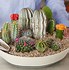 Image result for Mini Cactus Set