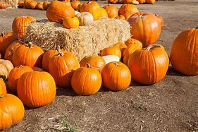 Image result for Fall Pumpkin Picking