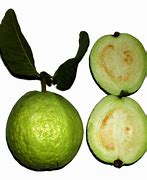 Image result for Psidium Guajava