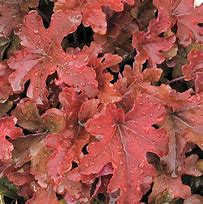 Image result for Heucherella Red Rover