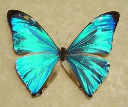 Image result for Rarest Insect in the World
