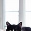 Image result for iPhone Wallpaper Cat Home Screen