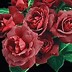 Image result for A Single Rose