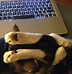 Image result for Funny Yoga Cat Poses