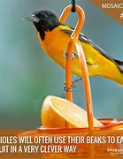 Image result for Fun Facts About Birds