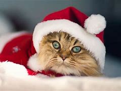 Image result for Merry Christmas with Cats