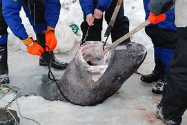 Image result for Greenland Shark Meat Poisonous