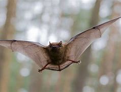 Image result for Smoky Bat