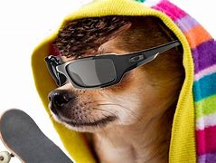 Image result for Cool Doggo