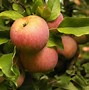 Image result for Apple Nuton