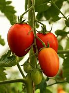 Image result for Solanum lycopersicum Sweety