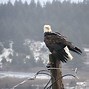 Image result for What Does a Female Eagle Look Like