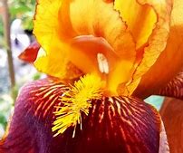 Image result for Iris germanica Howard Weed