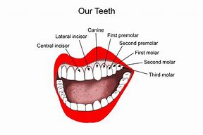 Image result for Teeth Molar Incisor
